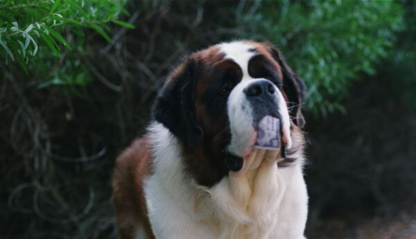 7 stycznia: "Beethoven II"